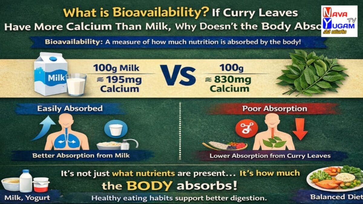Bioavailability infographic comparing calcium absorption from milk and curry leaves