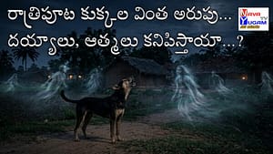 A dog howling at night, looking up at the sky.